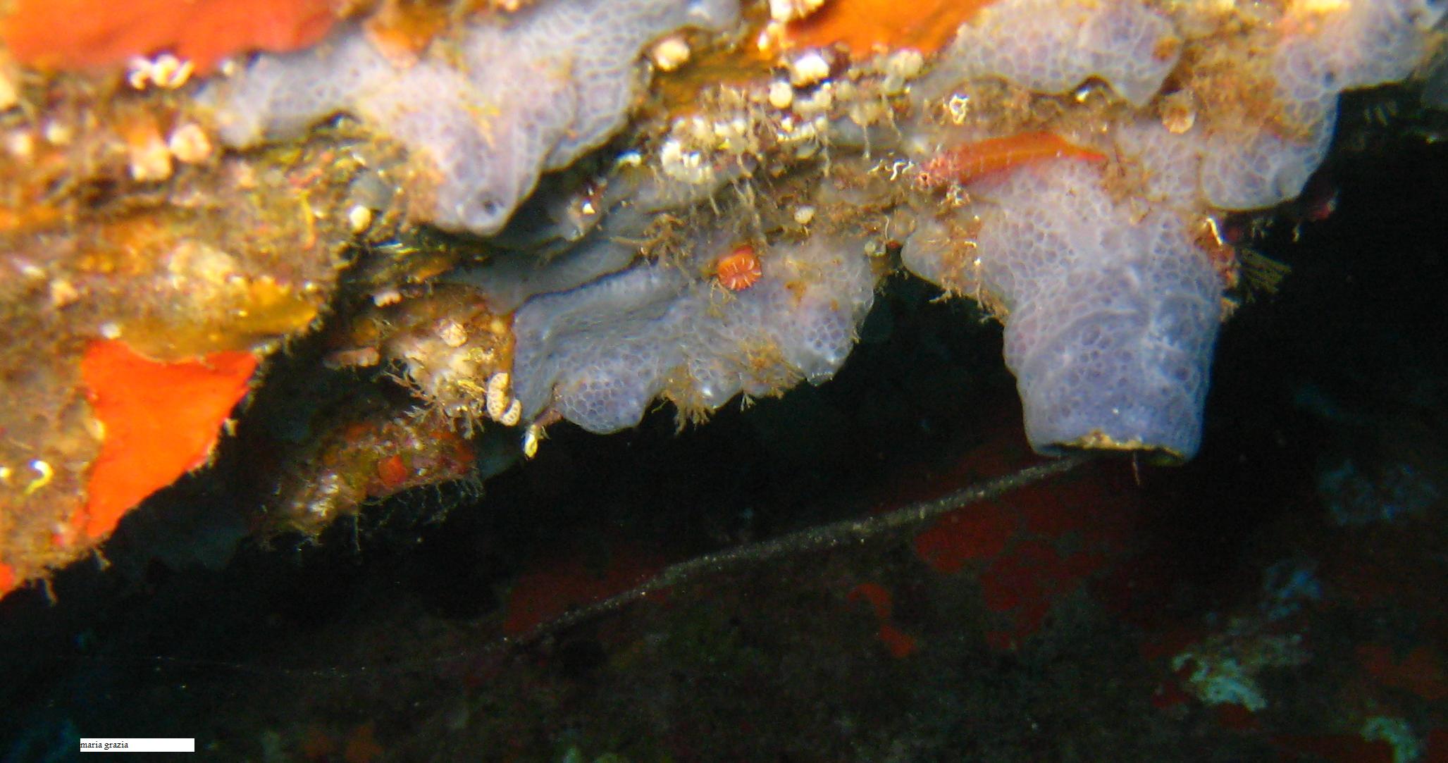 Filamenti del mollusco Vermetus triquetrus